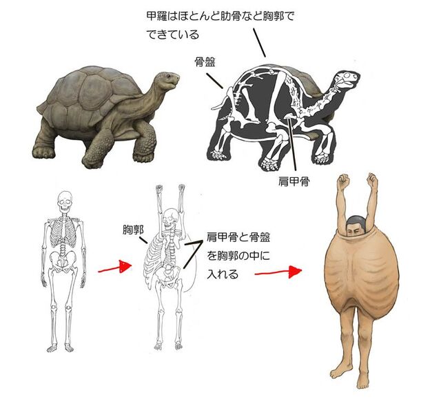 微閲覧注意 亀の骨格はかなり特異なもので それに基づき人間でその骨格を再現したらこうなった この絵は衝撃 なんかいやだ 泣 Togetter