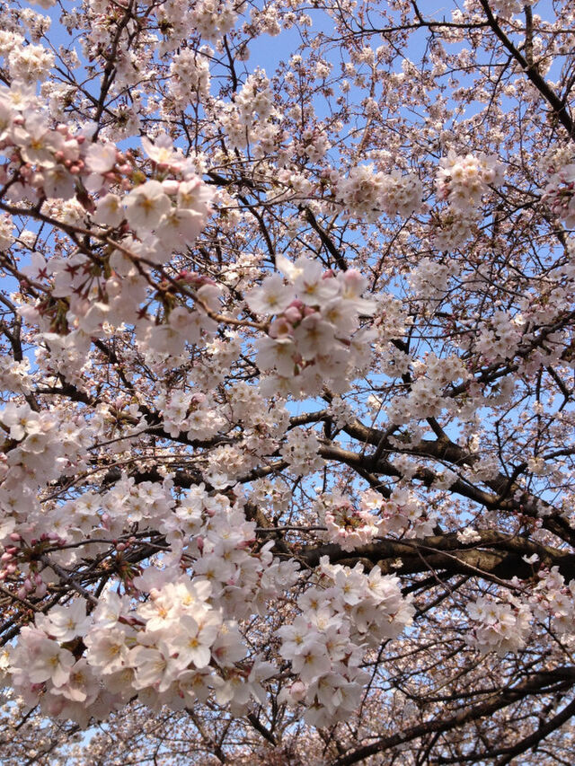 薄桜鬼妄想吐き捨て場 まとめ4 2ページ目 Togetter