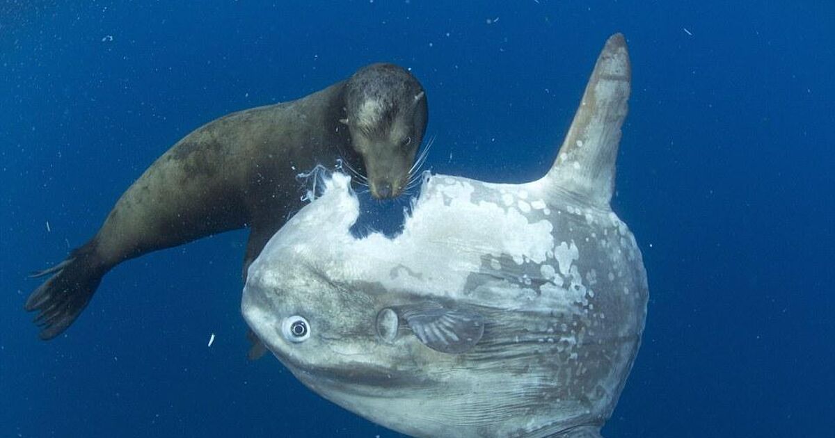 珍品 超巨大 万宝貝 マンボウ貝 25cm 置物