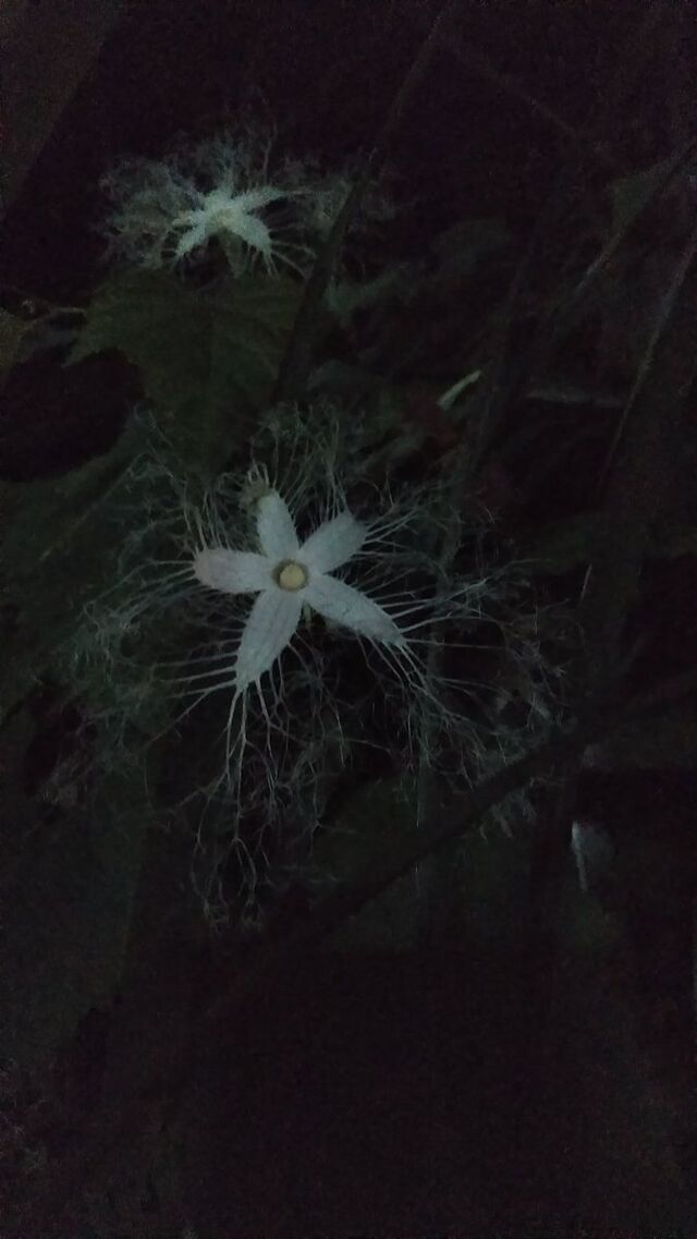 人気のない夜道で見知らぬお婆さんに話しかけられ怖々近寄ってみたらなんか凄いの咲いてた 誰かに言いたくて Togetter