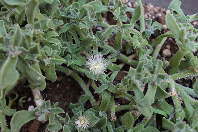 庭師king ヒラサワの切なる悩み Togetter