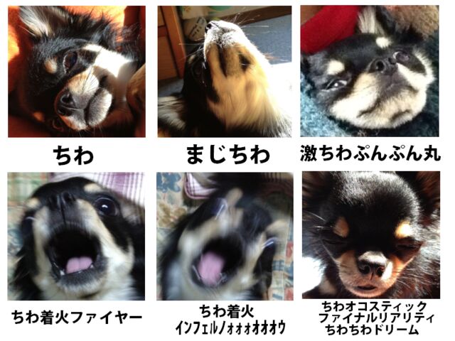 スティック ファイナ おこ ワールド ドリーム 激 ぷんぷん リアリティ