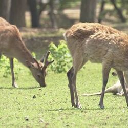 神様の使い を 悪の使い に変えてしまう 奈良公園で鹿に野菜を与える人と 野菜の味を覚えた鹿の行く末の話 Togetter