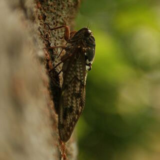 昆虫写真家が教える アブラゼミの呼び名の由来とは Togetter