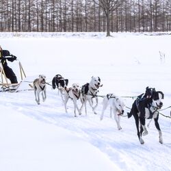 犬ぞりに乗ってる視点で撮影された動画 想像以上のスピード感と犬たちの楽しそうな表情 振り向いて安全確認してくれる Togetter