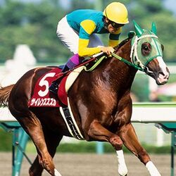 最安価格 【入手困難】 スポーツ新聞 完品 スポニチ 競馬