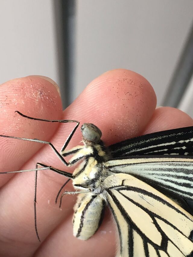 虫注意 変な飛び方をしているアゲハをよく見ると頭が幼虫のまま羽化していた これが蛹化不全 蜜吸えないのかな Togetter