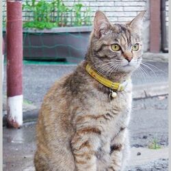 行方不明になっている江の島の猫について まとめてみました Togetter