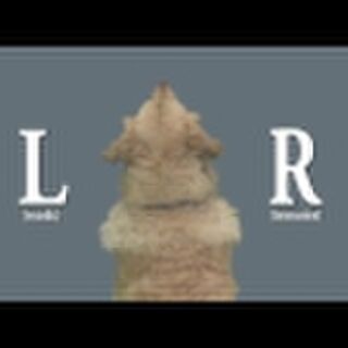 Mriで犬の脳を測定するも 人間は仰向けだけど 犬はうつ伏せだから左右間違えました その様な記述は存在せず Togetter