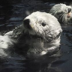 鳥羽水族館のラッコ メイちゃん がコンコン確認してから飼育員さんに返してくれる動画がかわいい 脇の袋の収納力を見せつけてくれる たまらない Togetter