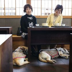 盲導犬はお店で歩き回る 全盲の方の意見に多くの声が集まる 入店拒否する店があるの知らなかった 犬嫌い アレルギーの場合は Togetter