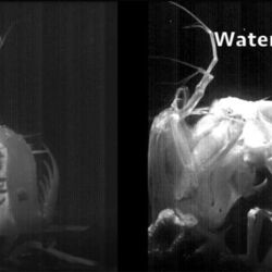 シャコさん 生物が繰り出すパンチとして最速というウワサ 時速80km パンチが速すぎて光る 水中でキャビテーション発生 Togetter