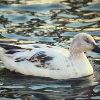 ハクガン滞在備忘録 白鳥の郷 本埜の白鳥 千葉 茨城の白鳥 写真レポート 16年 17年 Pick Up By 千葉 仮面ライダー Togetter
