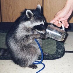 白目をむきました ある方がアメリカで経験した 飼いネコチャンとアライグマのエピソードが壮絶 Togetter