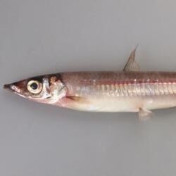 静岡県沖の駿河湾で新種の大型深海魚 ヨコヅナイワシ が発見される 実は17年時点で国立科学博物館で紹介されていたらしい Togetter