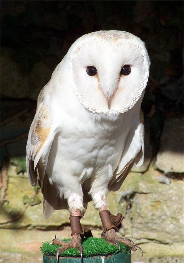 版画 barn owl 面梟 メンフクロウ 梟 ふくろう フクロウ 水性 木版画 