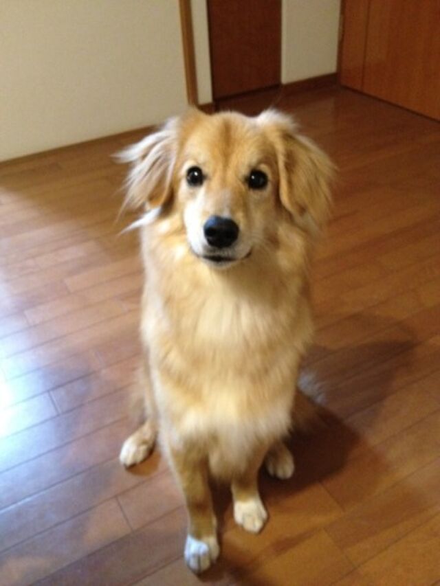 里親さん大集合 Npo法人犬と猫のためのライフボートから巣立った子たち Togetter