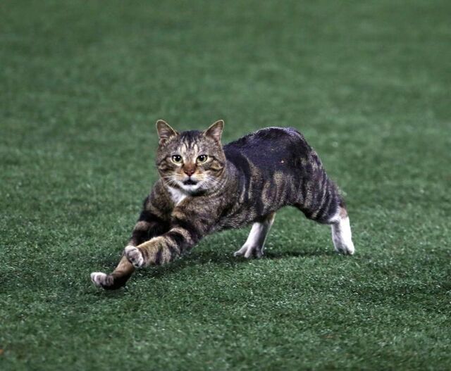 試合後、グラウンドに飛び出した猫】巨人今村初勝利 雨天６回コールド 