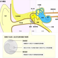 以前からある 耳掃除は不要 説を 学会が耳を5ヵ月観察し実証した動画を公開 でも 耳垢は詰まる 人によるんじゃ などの声も Togetter