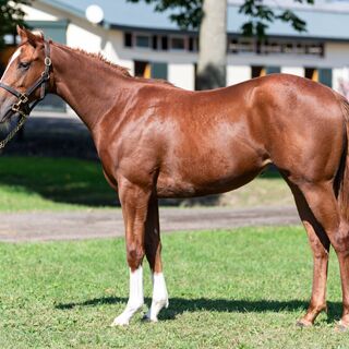 2023年度社台グループオーナーズ募集馬馬名一覧。ホープフルS 2023年度社台グループオーナーズ募集馬馬名一覧。ホープフルS