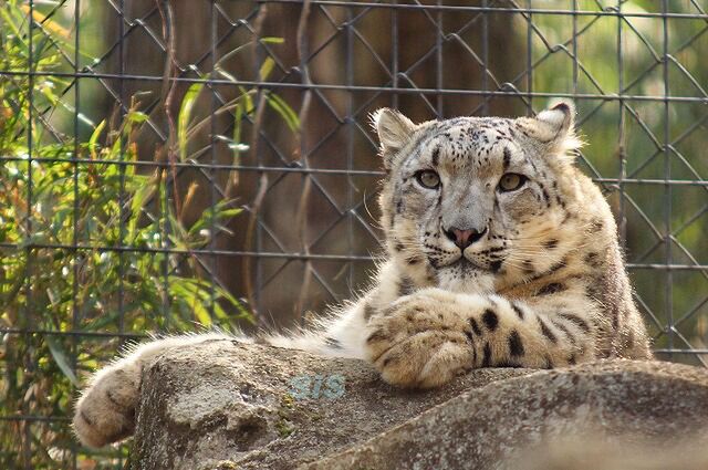 チーターの子どもたち 13年春 多摩動物公園 3ページ目 Togetter