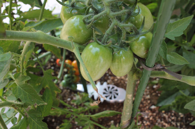 庭師king ヒラサワの切なる悩み Togetter