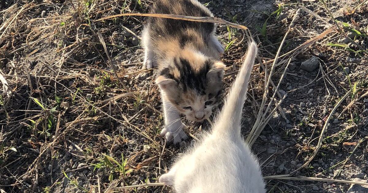 3匹の子猫がカラスに襲われてたので助けたら 親だ ついて行こ されたので保護 人も猫さんも幸せになられる ありがとうと言いたい Togetter