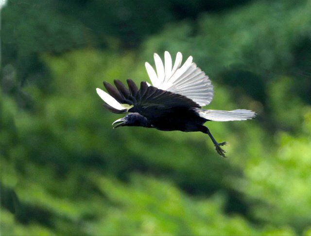 翼の一部が白いカラスがとってもかっこいい アルビノとは違ったカッコよさ 天狗の仕業じゃ Togetter