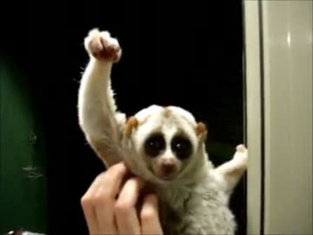 かわいい動物とかわいい女の子の ガッツポーズの日 画像まとめ Togetter