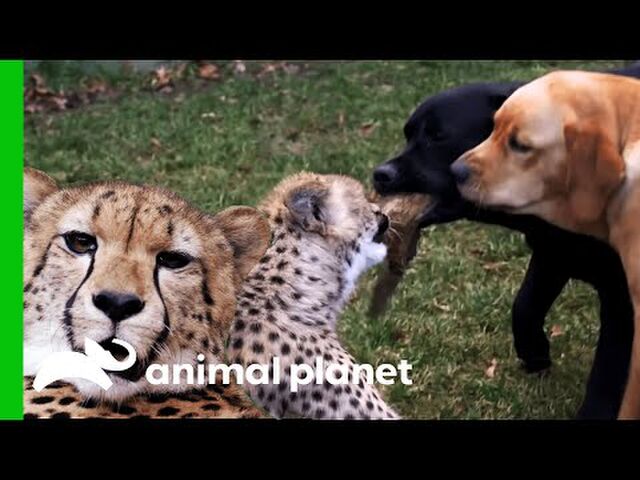 動物園のドキュメンタリーを見すぎた Min T ミント