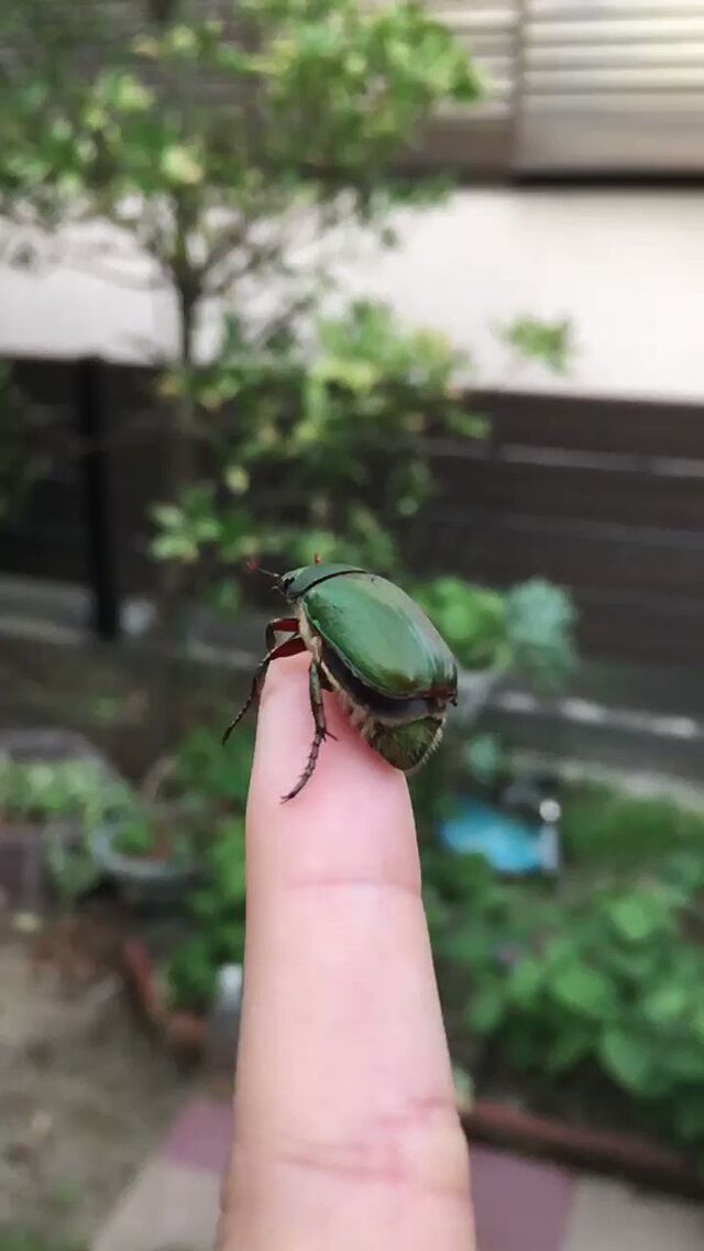 虫苦手だけどかわいいwww 虫が飛び立つところをスローで撮ってみたらあまりにもへたくそで和む Togetter