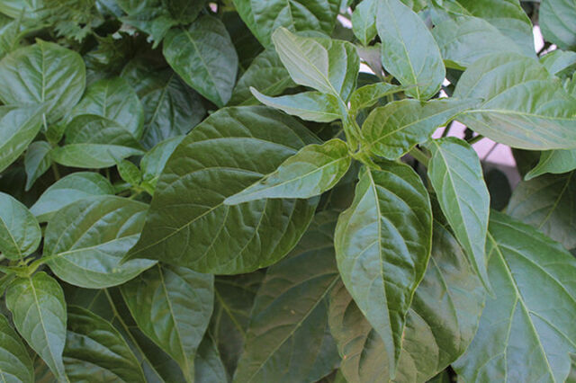 庭師king ヒラサワの切なる悩み Togetter