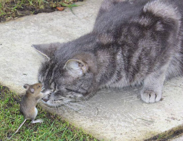 トムとジェリー は現実にいた 猫と鼠のケンカ 風景が可愛い 画像あり Togetter