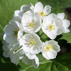 濡れると透明になる花 サンカヨウ が超綺麗 メルヘンなひとときをどうぞ Togetter