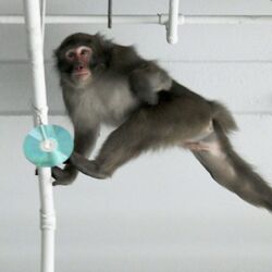 福岡市にサル出没というニュースの写真に注目が やっぱり躍動感が違う 猿の表情とかすごくいい Togetter