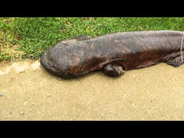 生物 カエルの幼虫が巨大化するとは放射能の影響が深刻 それはオオサンショウウオさんです Togetter