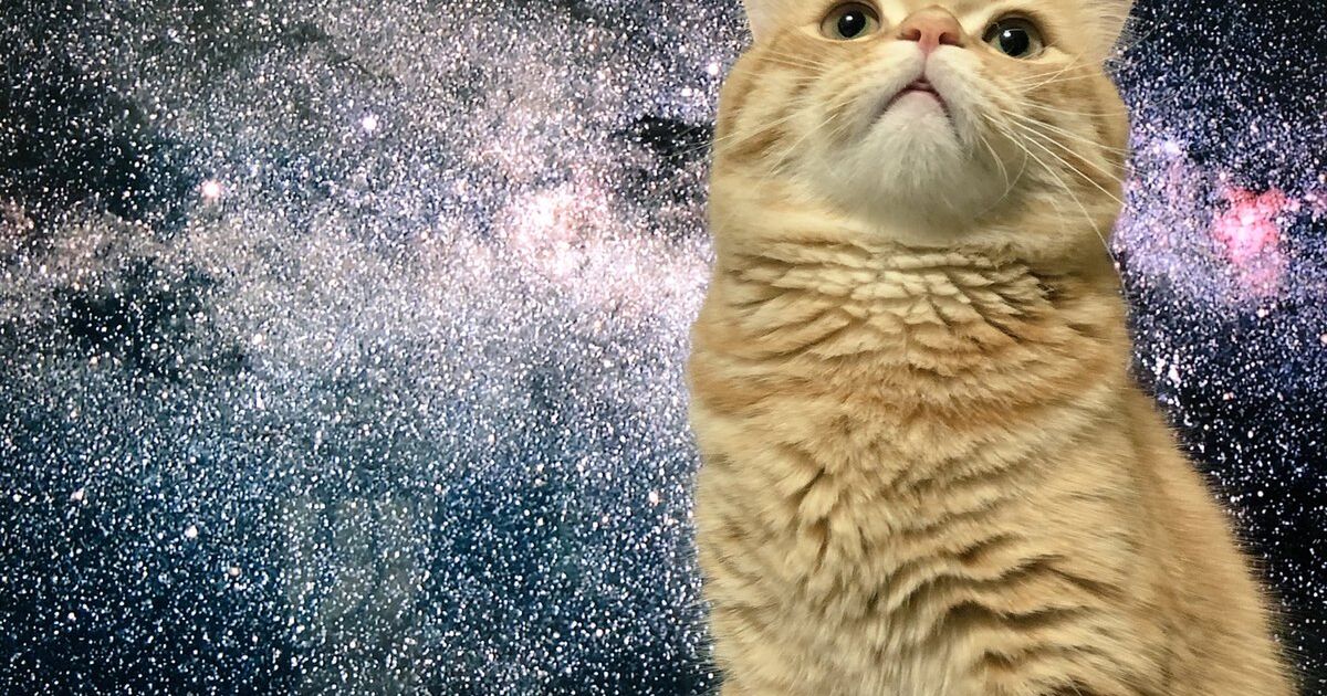 再現度高すぎ 宇宙の映像が流れてたテレビの前に偶然猫が座って例の写真みたいになった Togetter