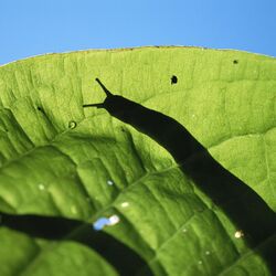 脳に入りこむ寄生虫が温暖化の影響などで北上 感染防止の対策は生のナメクジを食べないこと Togetter