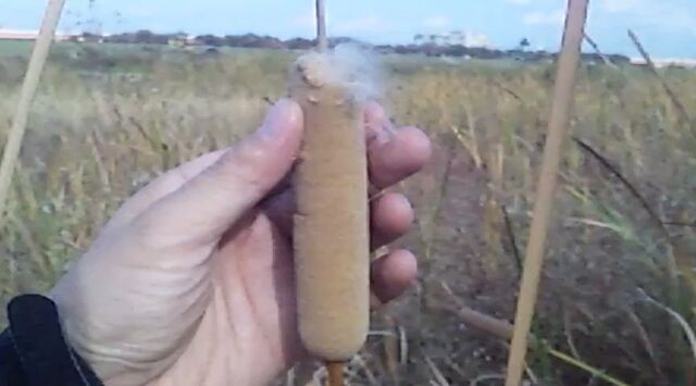 触って擦ると大爆発 ガマの穂 ってこんなにふわふわになるのか Togetter