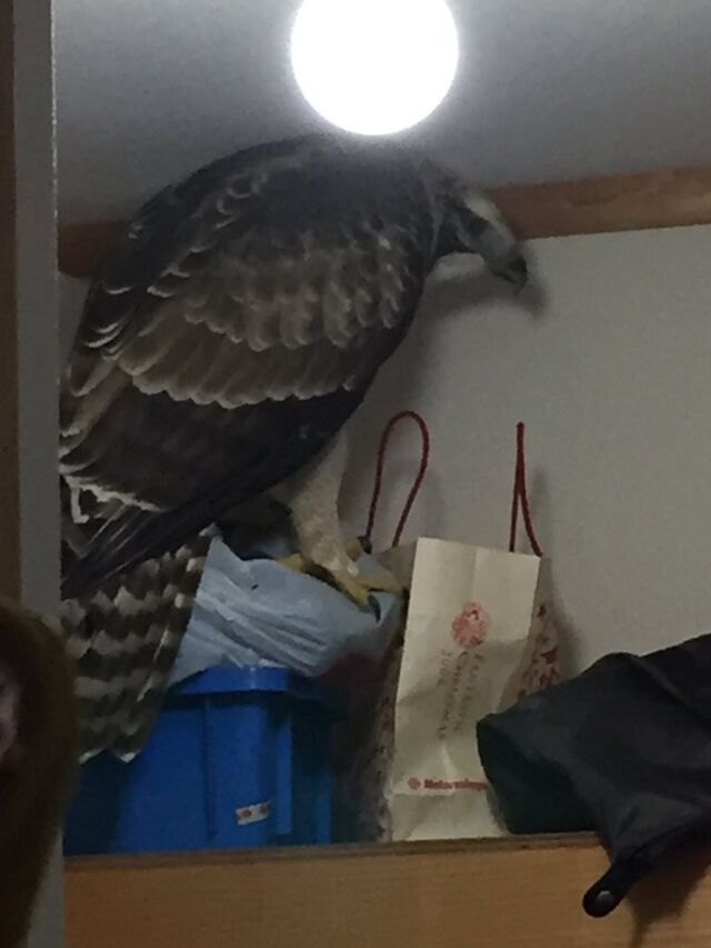 窓が割れる音がしたので見に行ったら鷹がいた しかも絶滅危惧種のやつだった 北海道試され過ぎ 結局こうなった Togetter