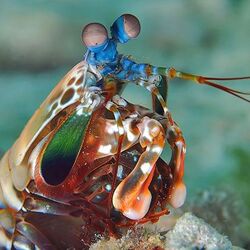 シャコさん 生物が繰り出すパンチとして最速というウワサ 時速80km パンチが速すぎて光る 水中でキャビテーション発生 Togetter