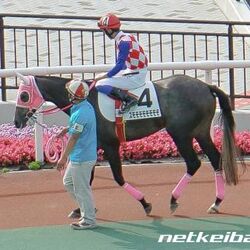 過去いち可愛い名前の馬 ハシルヨミテテが話題に 実況でニッコリしそう 他にもおもろい馬の珍名が続々と発掘される 2ページ目 Togetter