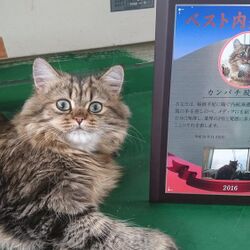 かわいい猫さんのカンパチと 内航船船長さんのtwitterアカウント 更新停止宣言 Togetter