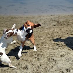 飼い主がそばにいるときに犬同士がよく遊ぶ傾向がある という研究 たしかにそう と話題に 犬に見せられていた Togetter