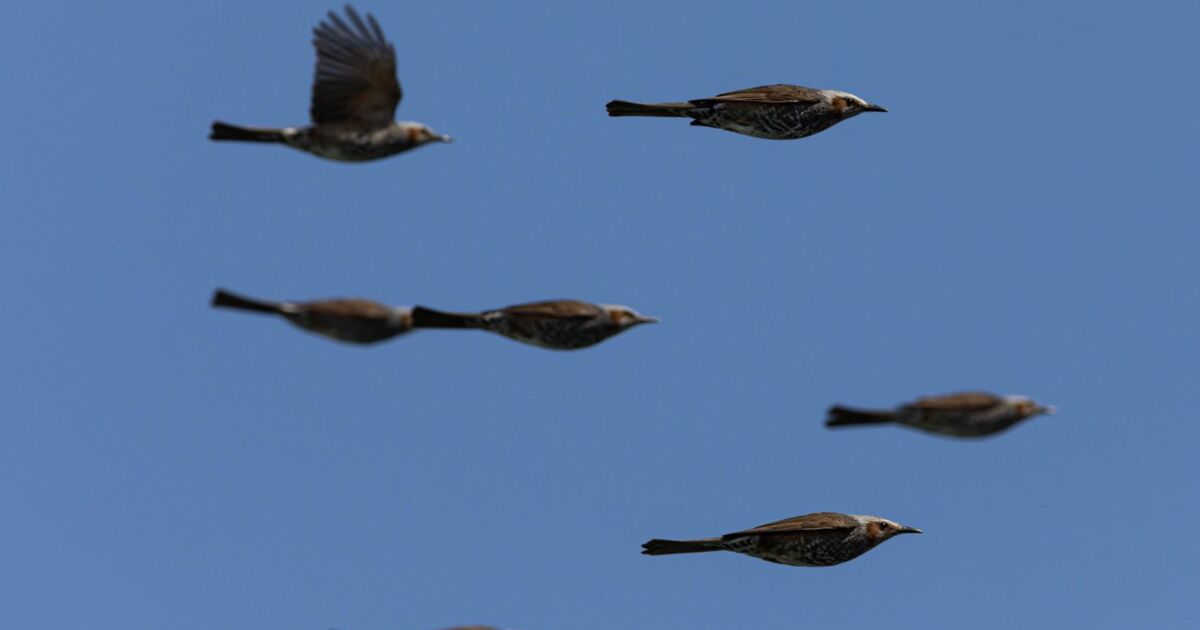 鳥の群れが来たのでシャッターを切ったら 僕が撮りたかったのはコレジャナイ が撮れてしまった むしろレア Togetter