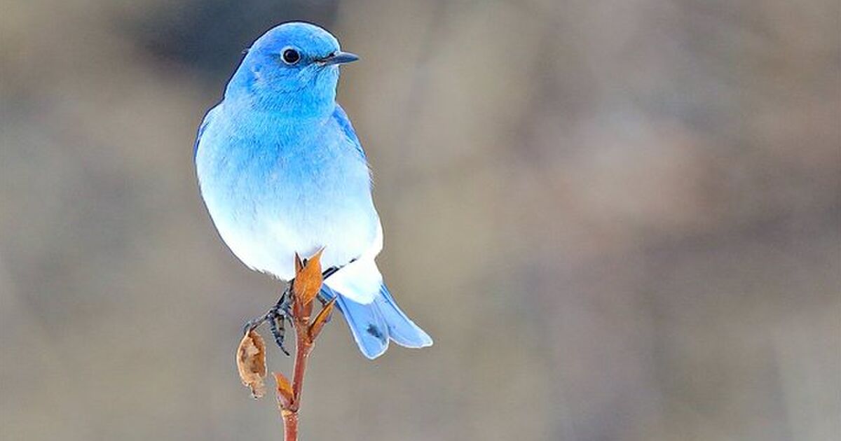 最も好ましい 青い鳥 待ち受け 画像 フリー 画像