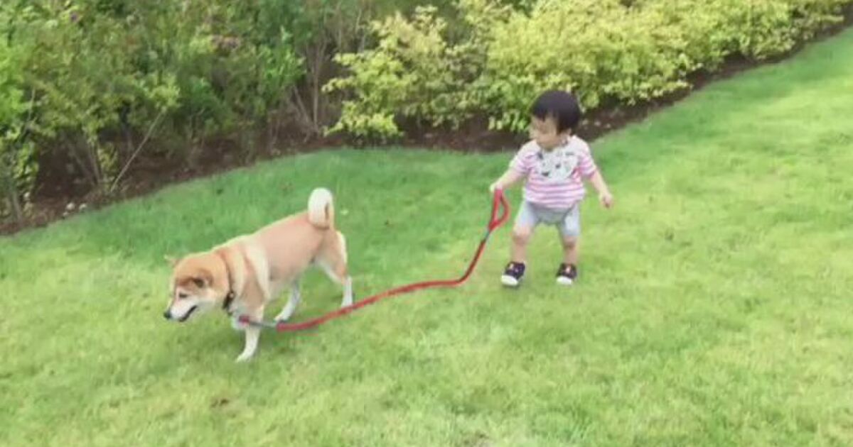 散歩しているようで されている 子どもに合わせて歩く犬が賢いと評判に トゥギャッチ